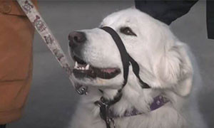 Una donna si salva grazie all'intervento del proprio cane