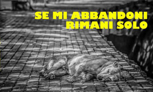 Dog Film Festival  e Fnovi : &quot;Se mi Abbandoni Rimani Solo&quot;