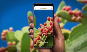 Una nuova app salva i dialetti in via d'estinzione