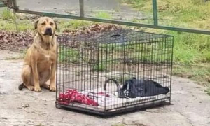 Abbandonato in aperta campagna, il cane non si &egrave; mosso per giorni