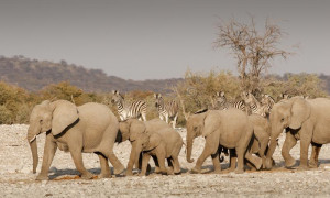 Il club Jumbo: la titanica marcia di 15 Elefanti asiatici