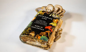 Un libro che si magia: Merlin Sheldrake presenta un libro sulla vita dei funghi