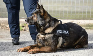 Adottare un cane o un cavallo della Polizia di Stato in pensione ecco come