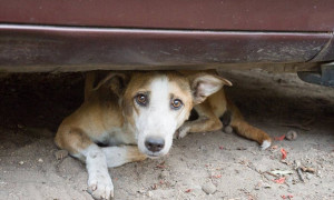 27 luglio, &egrave; la Giornata internazionale del cane randagio