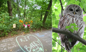 &Egrave; morto Barry, l&rsquo;amatissimo gufo di Central Park