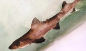 Acquario di Cala Gonone: il primo caso di partenogesi facoltativa dello squalo palombo