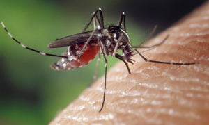 Il 20 agosto si celebra la Giornata mondiale delle zanzare