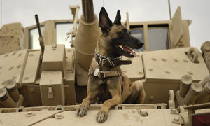 La bufala dei cani abbandonati dai soldati americani in Afghanistan