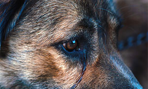 Due giorni di ferie pagate se il nostro cane o gatto muore: la svolta in Colombia