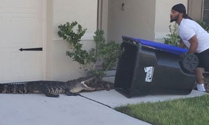 Alligatore entra nel giardino di casa: lo cattura con il bidone della spazzatura e poi lo libera