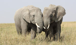 Giornata mondiale degli animali: dalle specie pi&ugrave; a rischio al ritorno di quelli scomparsi