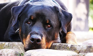 Si trasferiscono e lo abbandonano nel vecchio appartamento: cane liberato dopo un anno