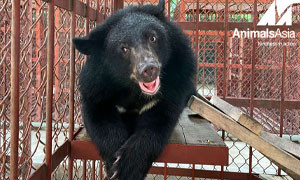 La storia di Wonder, il cucciolo di orso tibetano salvato dai trafficanti di organi