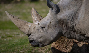 &Egrave; morto Toby, il rinoceronte pi&ugrave; anziano del mondo in un parco zoologico