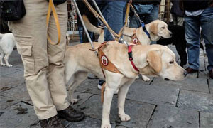 Oggi &egrave; la giornata nazionale dei cani guida