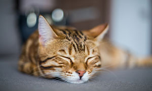 Famiglia trasloca e lascia il gatto in casa: salvato da un vicino