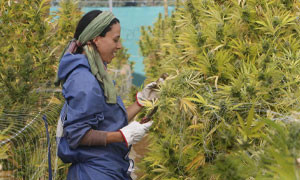 Il Lussemburgo legalizza la produzione di cannabis in casa: &egrave; il primo Paese in Europa
