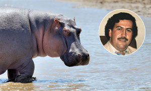 Gli ippopotami di Pablo Ecobar "pericolosi per flora e fauna": sterilizzati con fucili e dardi