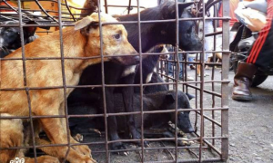 Primo processo in Indonesia contro un trafficante di carne di cani: condannato