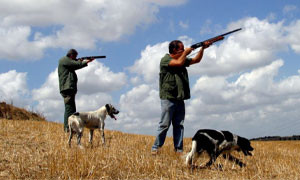 Strage di colombacci a Villacidro, uccisi e filmati in un video: aperta un'indagine