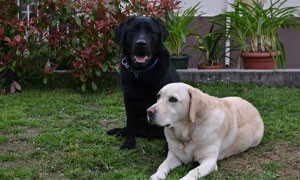 71enne salvato da due cani in Inghilterra