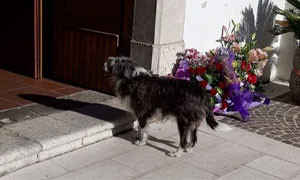 Il legame eterno tra cane e padrone va oltre la morte: gli scatti virali nel Salernitano