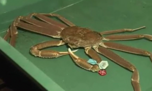 Asta da record in Giappone: il granchio delle nevi gigante venduto a 38mila euro