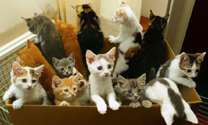 Lascia un milione di eredit&agrave; per gli animali: il Comune costruisce un "gattile"