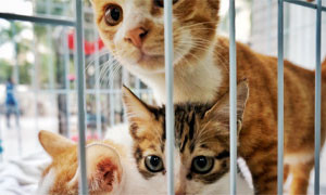 Stop alla vendita dei cuccioli di cani e gatti nei negozi della Francia