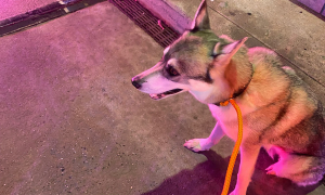 Non hanno i documenti per portare in aereo il loro cane: lo legano fuori dall&rsquo;aeroporto e partono