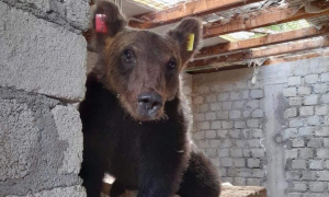 L'orso Juan Carrito, star dei social, inizia una nuova vita nel Parco d'Abruzzo