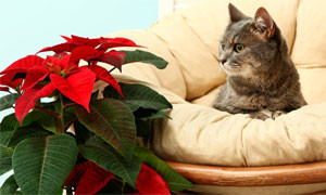 Dalla Stella di Natale al vischio: ecco le piante velenose per gli animali domestici