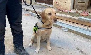 Luna, il labrador che ha individuato le vittime di Ravanusa