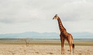 La siccit&agrave; uccide in Kenya: sei giraffe morte nel parco di Sabuli Wildlife Conservancy