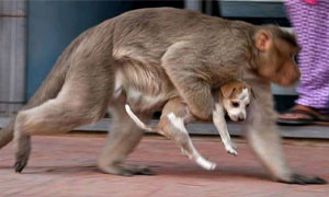 In India 250 cuccioli di cane uccisi dalle scimmie per vendetta