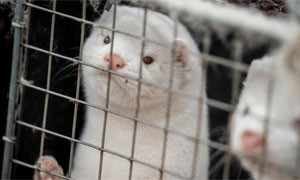 L&rsquo;Italia vieta gli allevamenti di animali per produrre pellicce