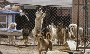 Lascia un milione di euro al canile e a tre associazioni ma spunta un secondo testamento