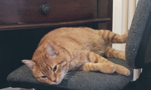 Petardi contro il gatto-mascotte di Rovigo: &quot;Taglia da mille euro per trovare i responsabili&quot;