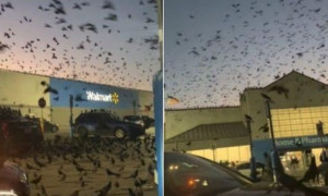 Un'invasione di uccelli nel parcheggio: &quot;Come nel film horror di Hitchcock&quot;