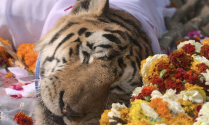 &Egrave; morta la tigre pi&ugrave; famosa dell'India: aveva dato alla luce 29 cuccioli