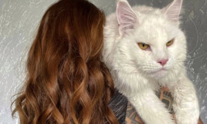 Kefir, il gatto che viene scambiato per un cane