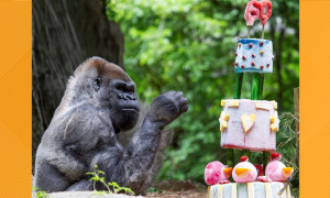 &Egrave; morto Ozzie, il gorilla pi&ugrave; anziano del mondo: aveva 61 anni