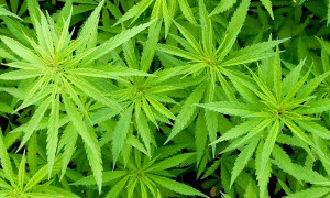 Ecco cosa succede al tuo corpo quando smetti di fumare le canne