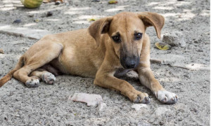 A Bari banchi di scuola in disuso diventano cucce per animali senza tetto