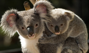 In Australia i koala a rischio estinzione: ora &egrave; ufficiale