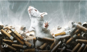 Bocciato in Svizzera il referendum per vietare la sperimentazione sugli animali