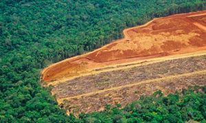 Allarme rosso in Amazzonia, a gennaio la deforestazione cresce del 430%