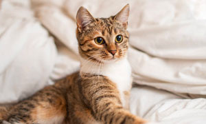 Il gatto: segreto di longevit&agrave; e benessere per 1,8 milioni di senior che ne hanno uno