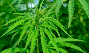 Il referendum sulla cannabis bocciato dalla Corte costituzionale