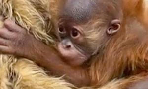 Lo zoo di New Orleans presenta il cucciolo di orango &quot;Roux&quot;: il nome scelto dagli utenti online